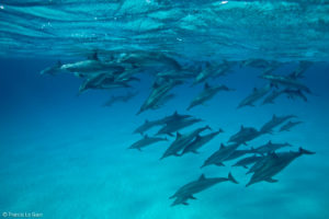 dolphins-1
